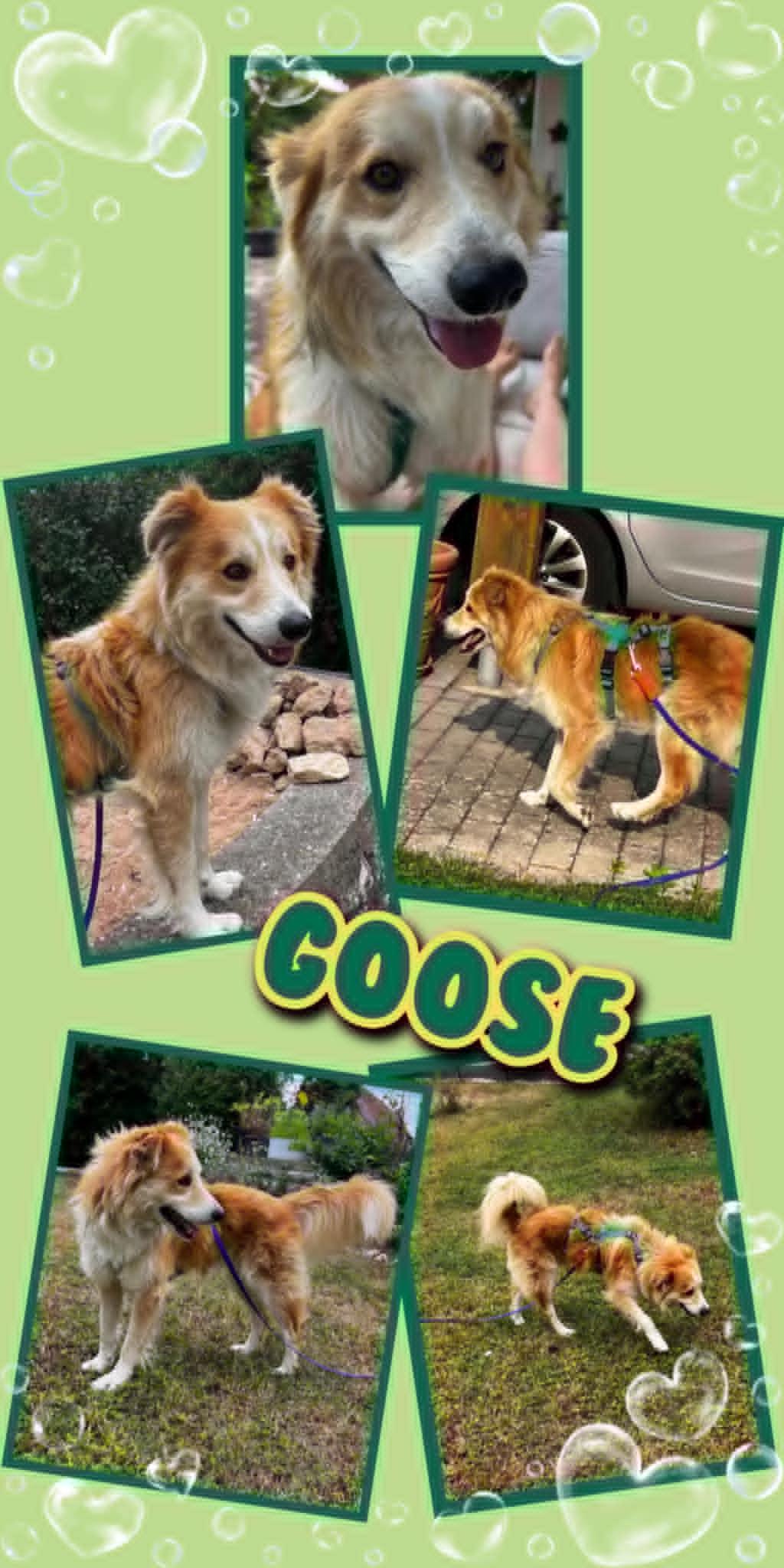 lieber, menschenbezogener, hübscher Rüde Goose auf PS in 90579 Langenzenn – Hund Mischling sucht ein Zuhause in Langenzenn