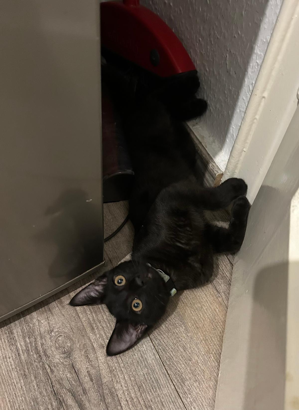 Liebevolle und verschmuste Katzenkinder  – Katze Hauskatze (Mischling) sucht ein Zuhause in Heidelberg