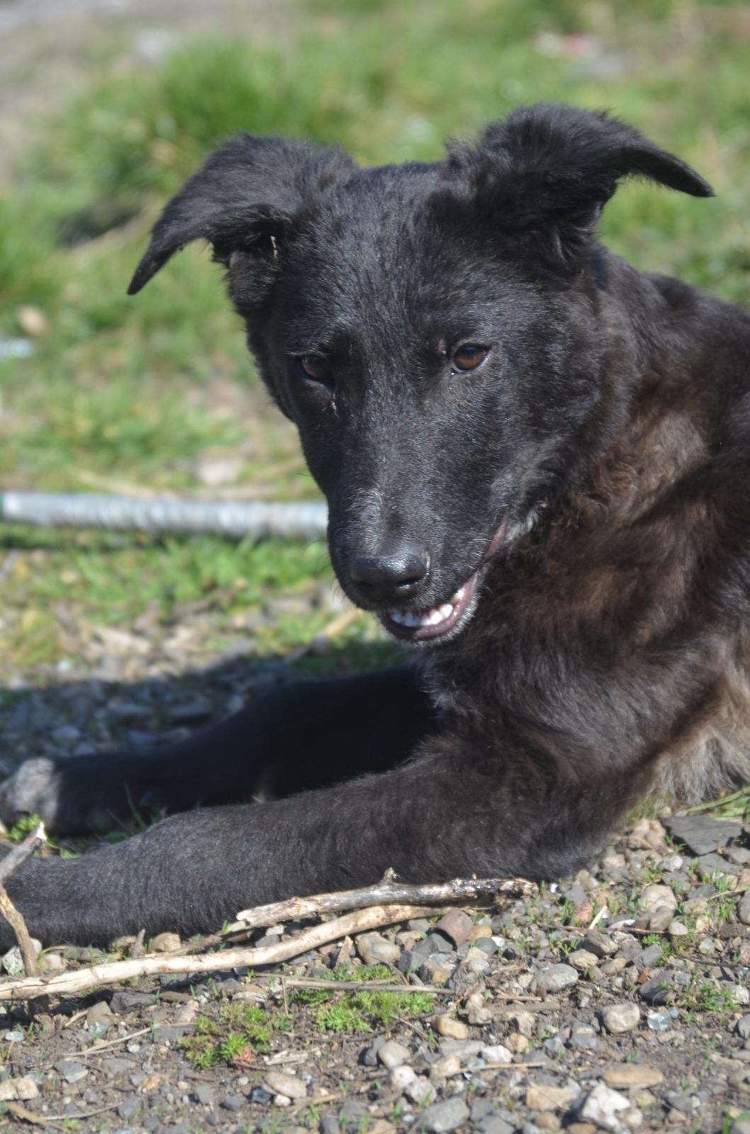 NICO - großes Herz auf vier Pfoten – Hund Mischling sucht ein Zuhause in Deva/Rumänien