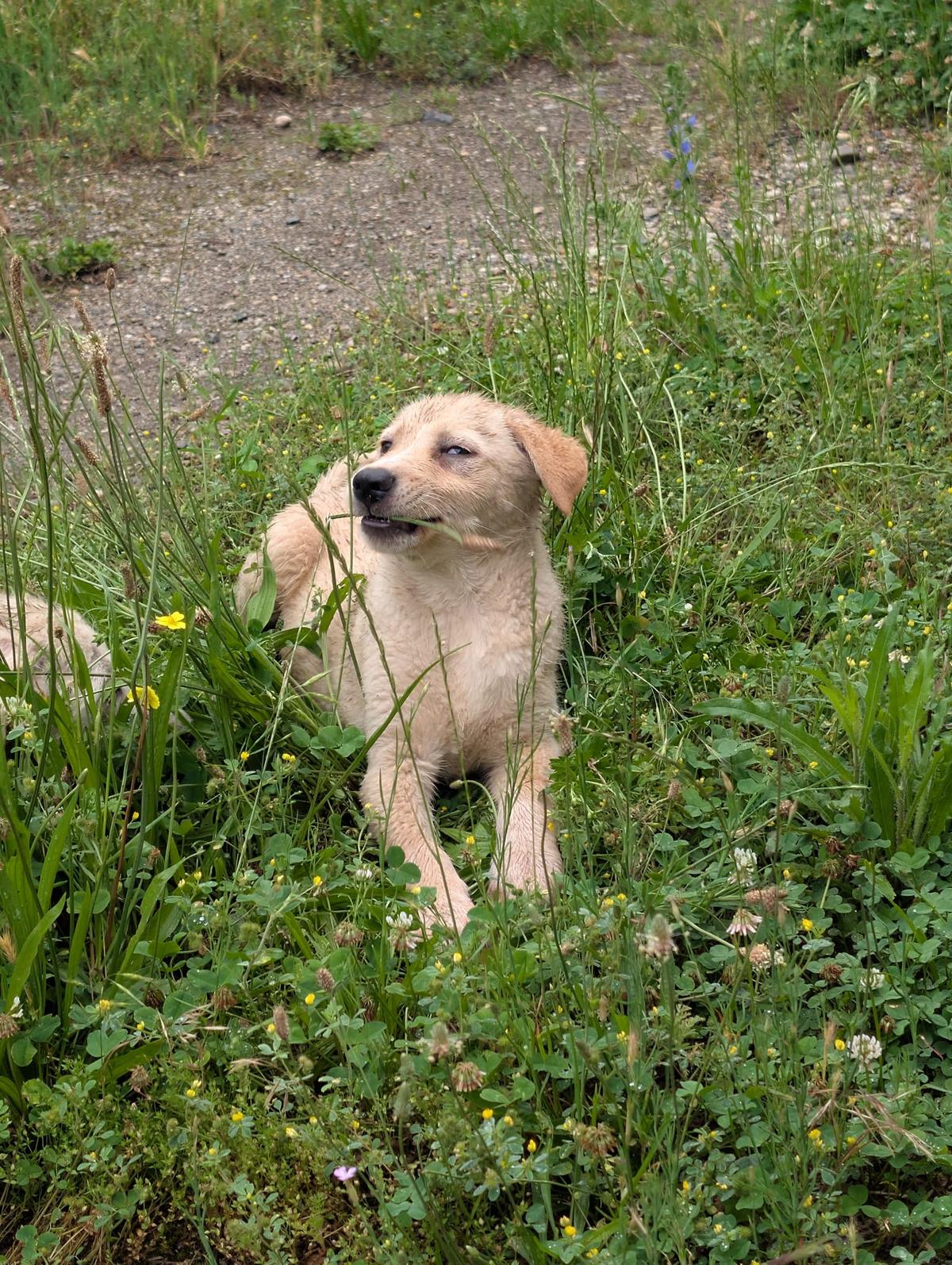 Familie gesucht für SUNNY – Hund Mischling sucht ein Zuhause in Rumänien