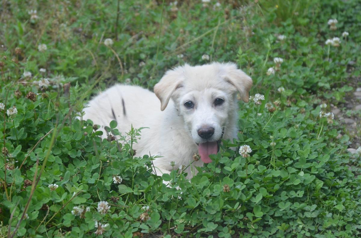 Zuhause gesucht für RAMI – Hund Mischling sucht ein Zuhause in Rumänien