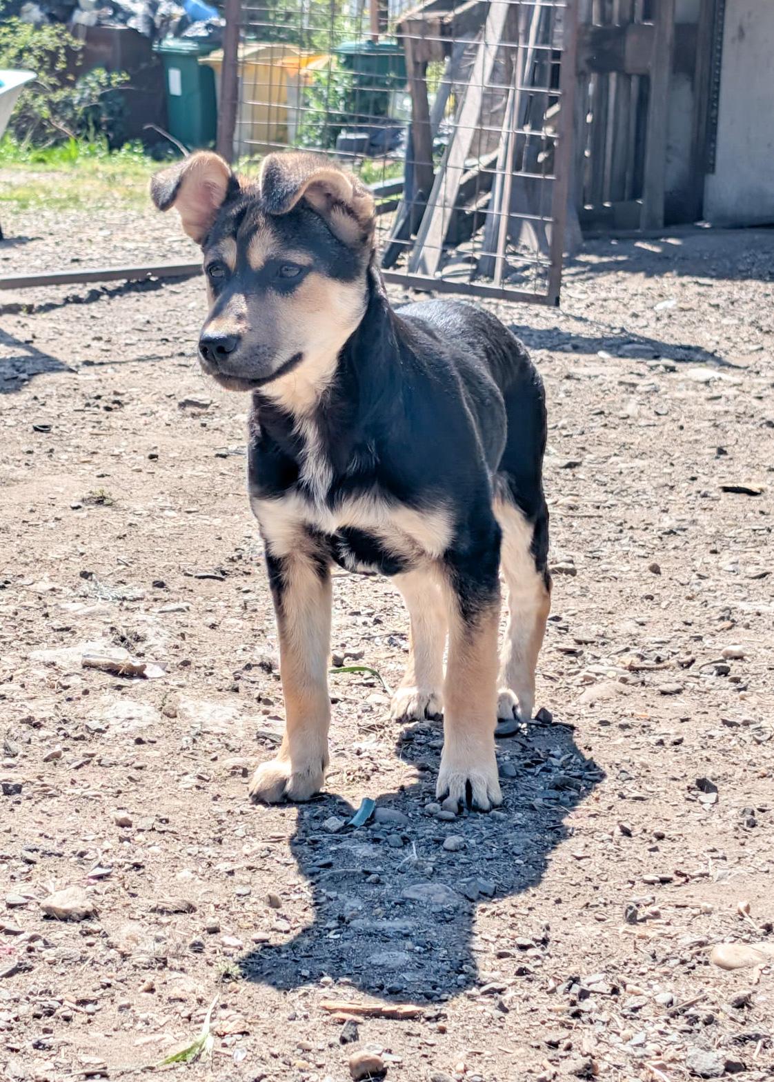 SOYA - kleine Hündin sucht Familie – Hund Mischling sucht ein Zuhause in Rumänien