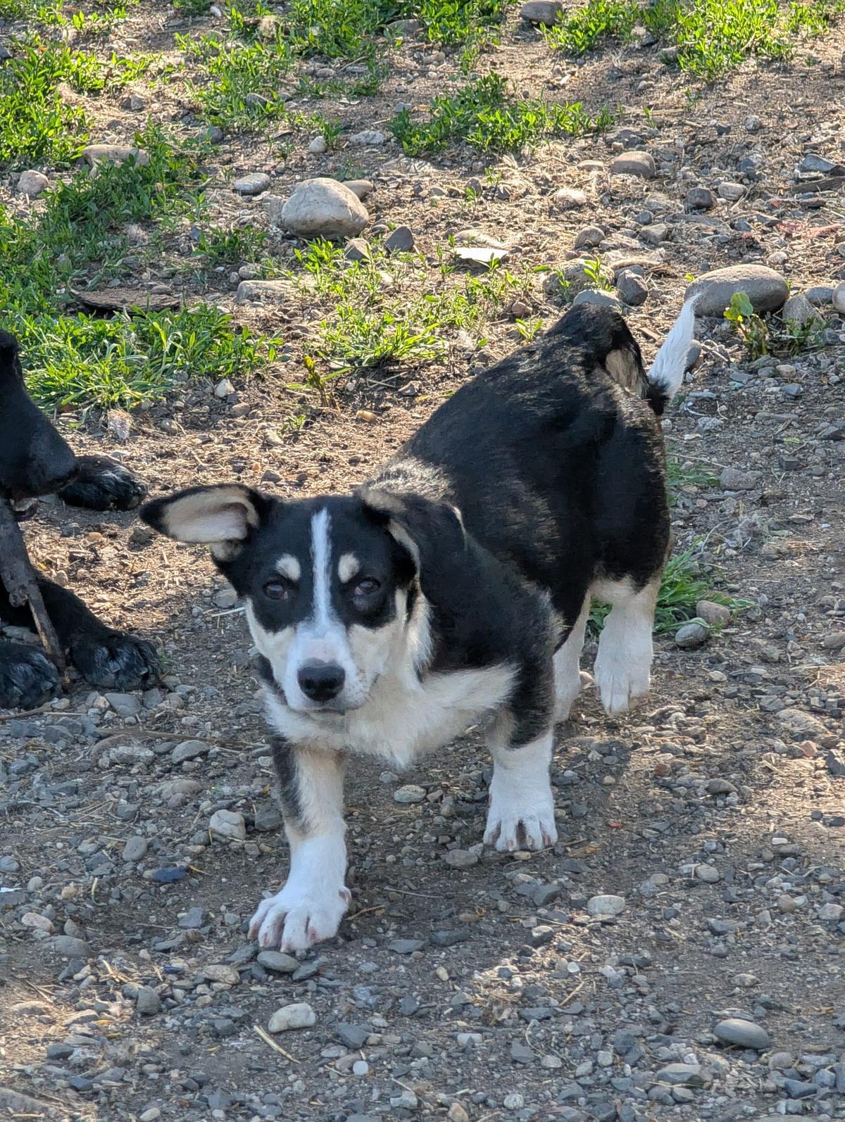 TAMINA - kleine Zaubermaus – Hund Mischling sucht ein Zuhause in Rumänien