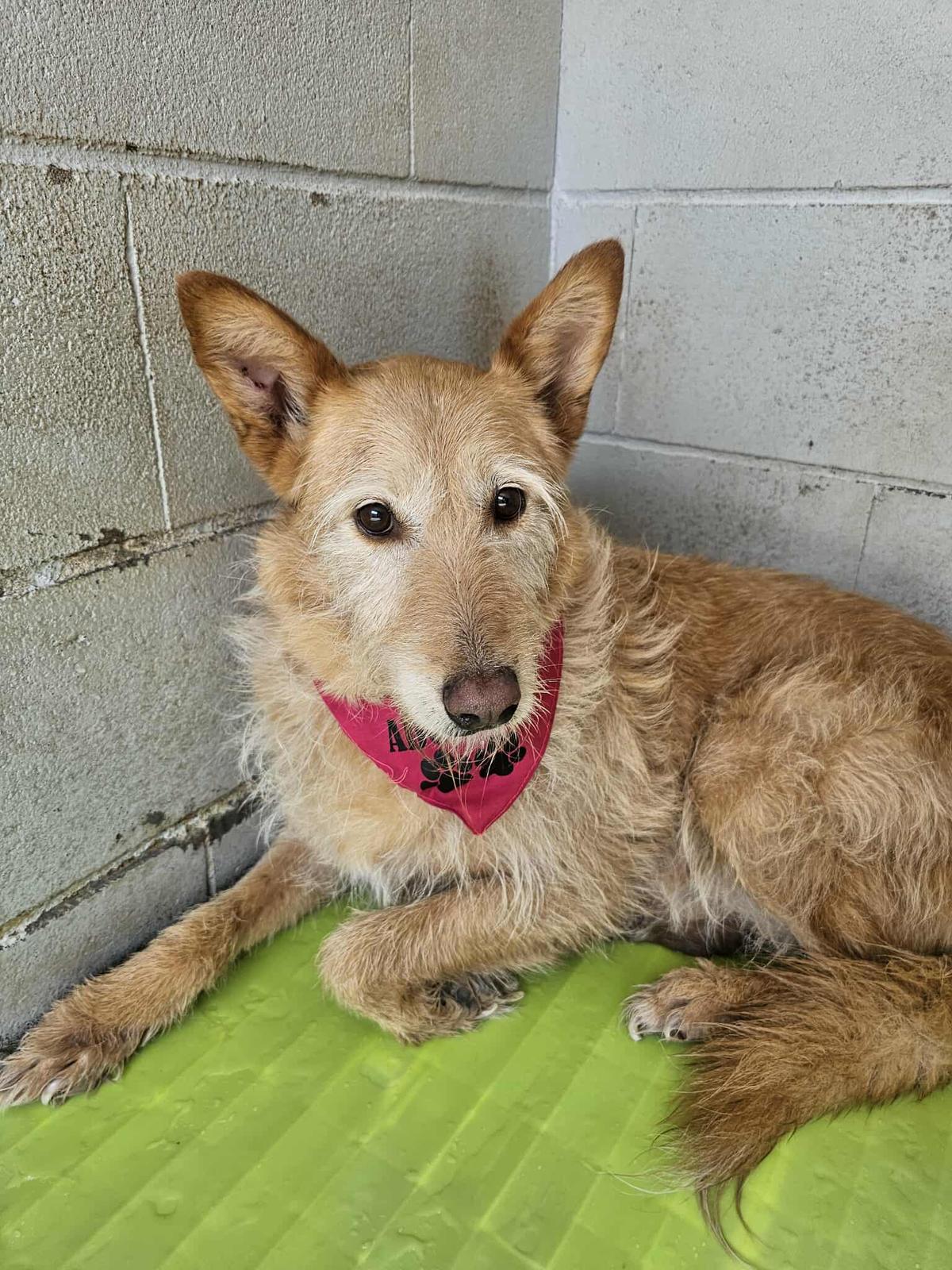 Eva Podenco Mischling – Hund Podenco Canario sucht ein Zuhause in Portugal