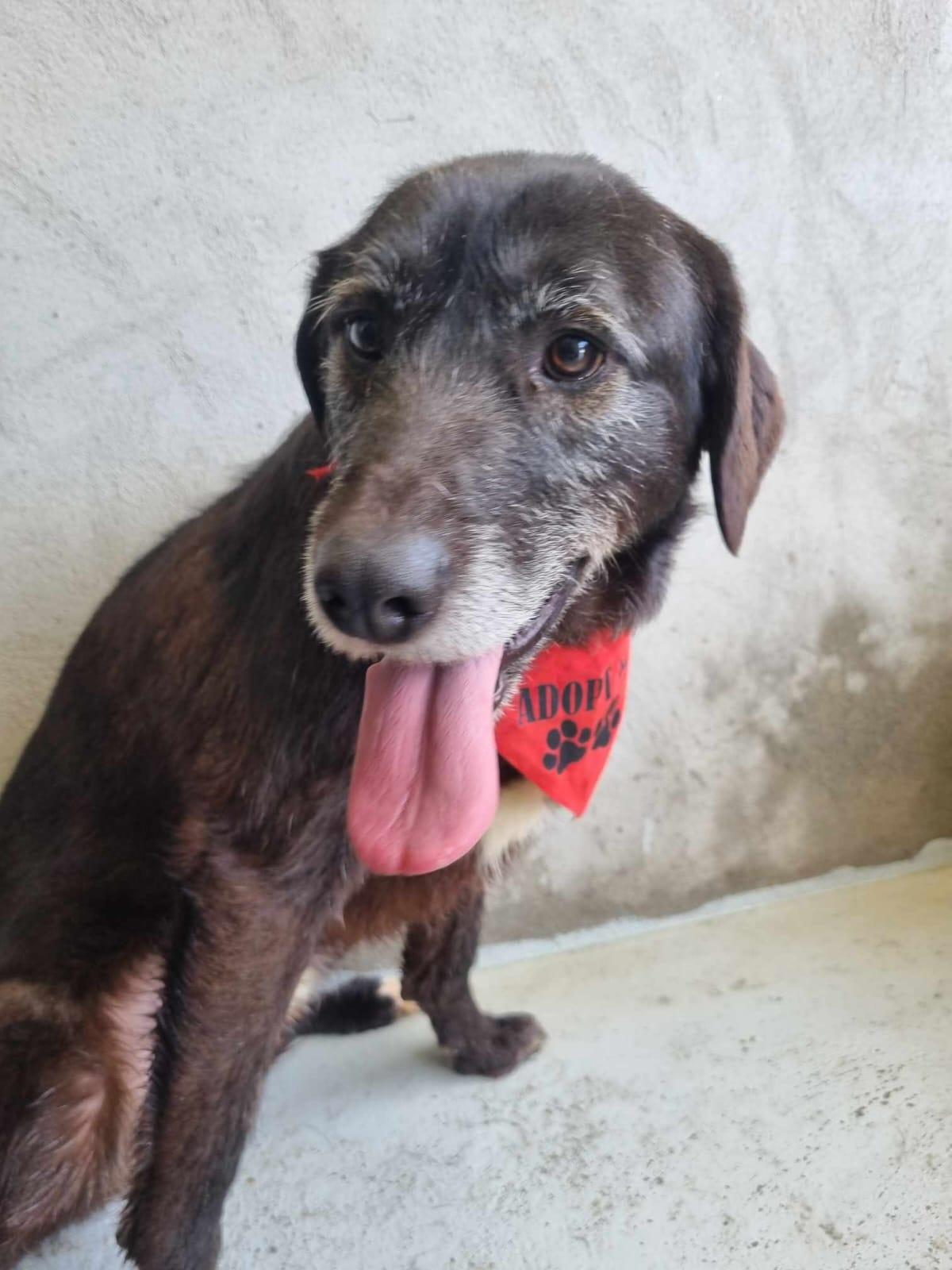 Oliver Mischling – Hund Mischling sucht ein Zuhause in Portugal