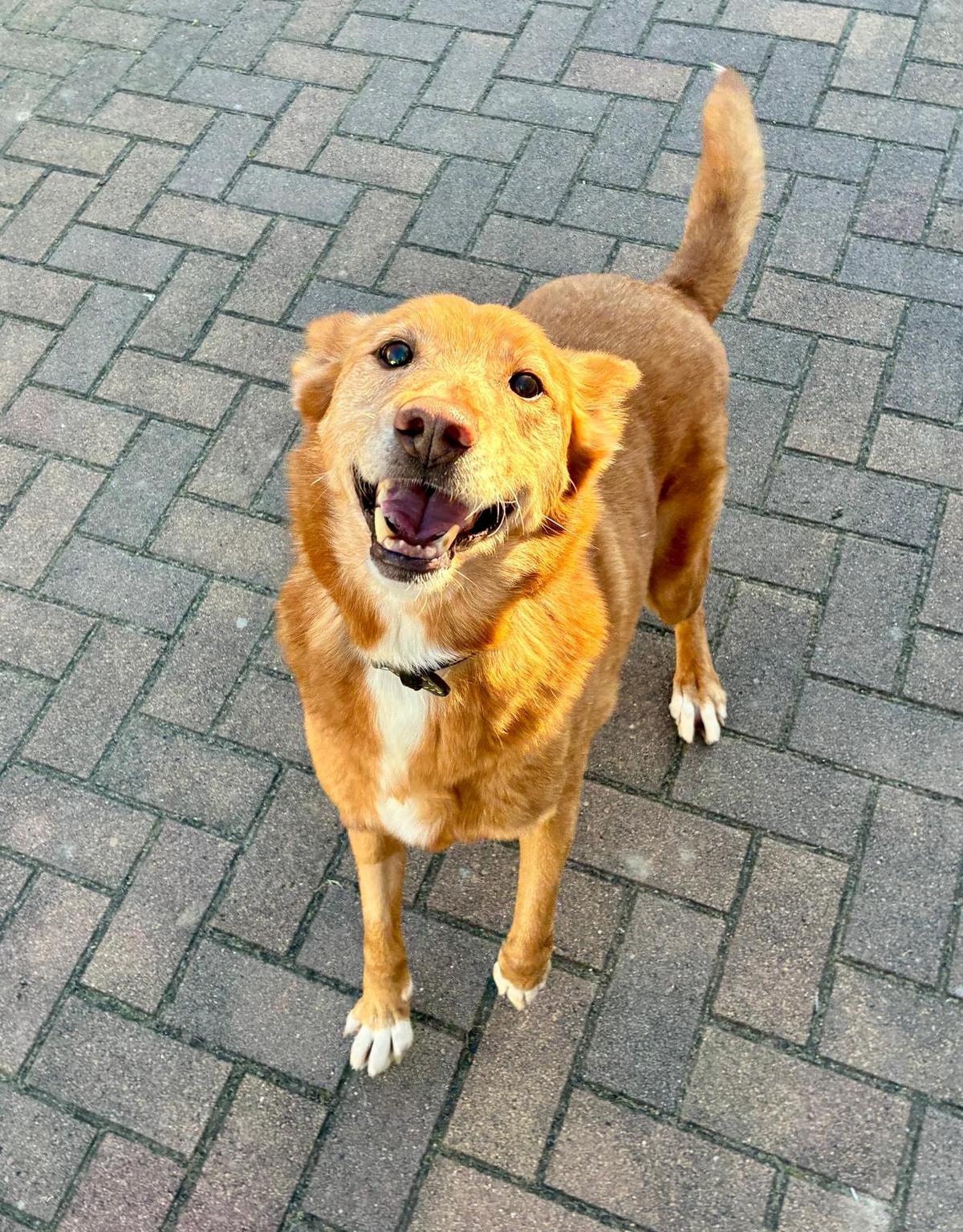 Lapa Mischling – Hund Mischling sucht ein Zuhause in Zeithain