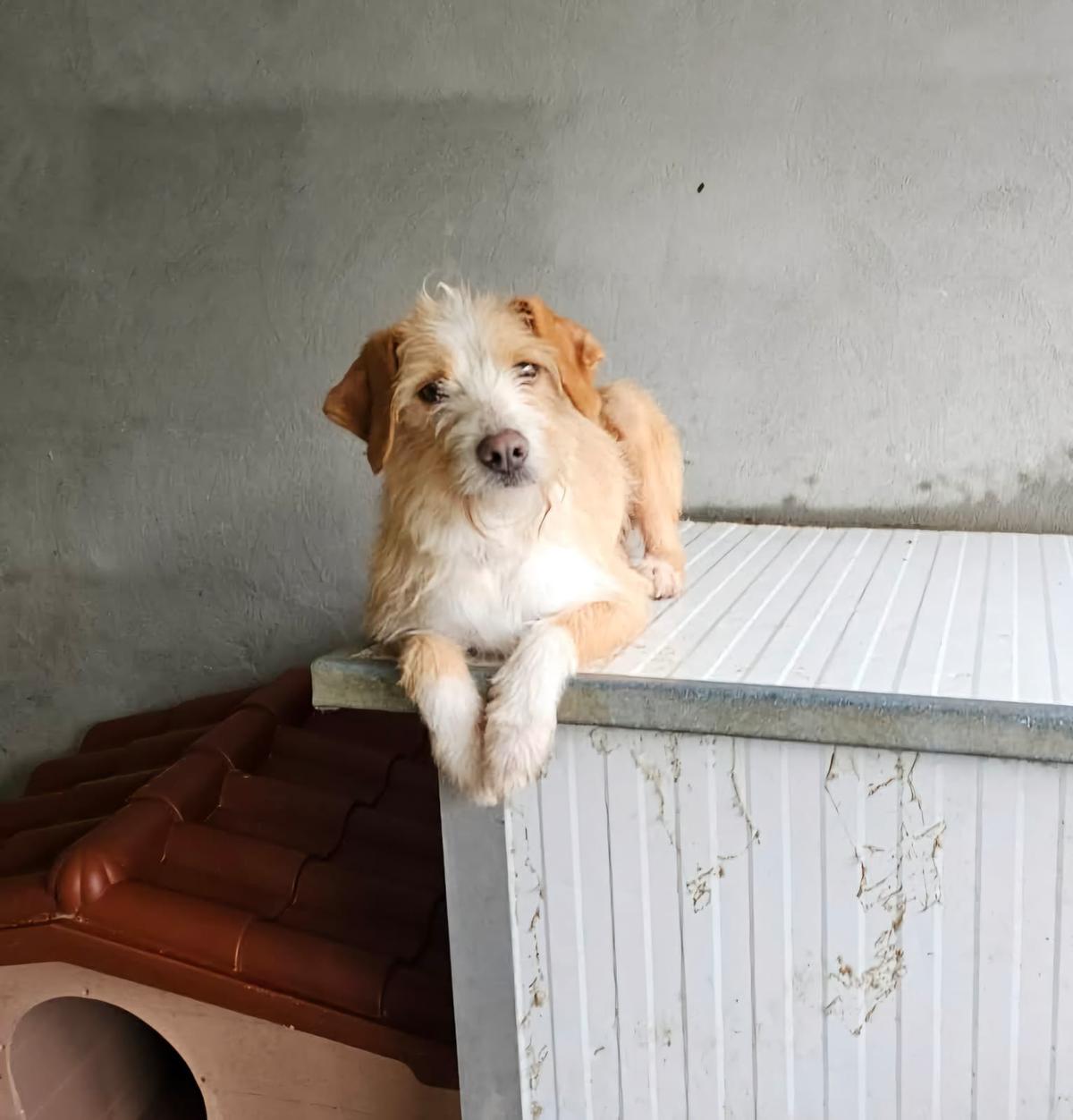 Milli Mischling – Hund Mischling sucht ein Zuhause in Portugal
