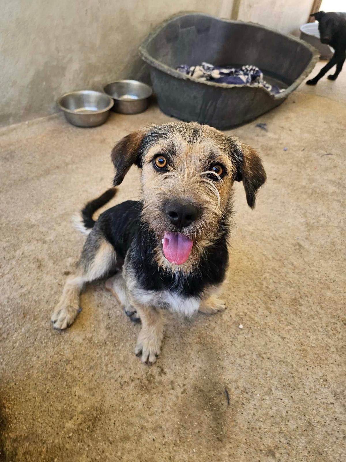 Pathinhas – Hund Mischling sucht ein Zuhause in Portugal