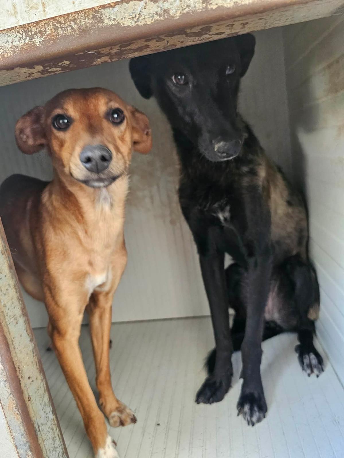 Marcia – Hund Mischling sucht ein Zuhause in Portugal