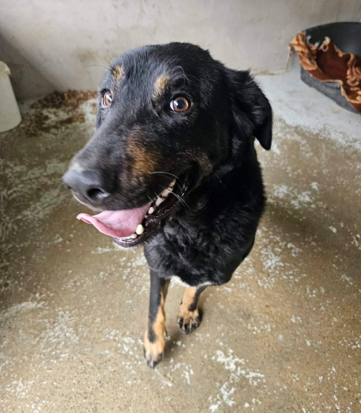 Johnny – Hund Mischling sucht ein Zuhause in Portugal
