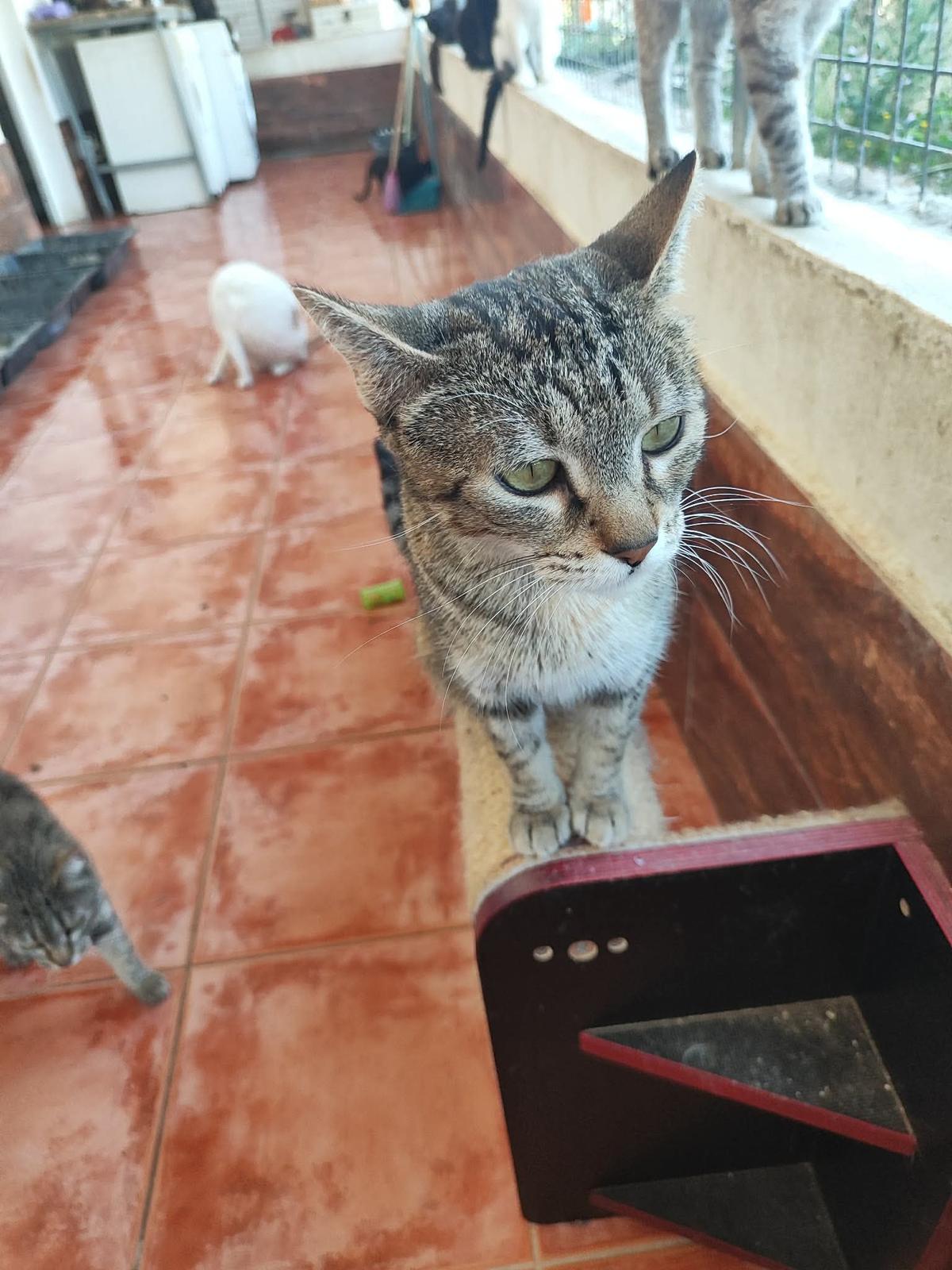 Mimi sucht ihr Zuhause – Katze Europäisch Kurzhaar sucht ein Zuhause in Portugal