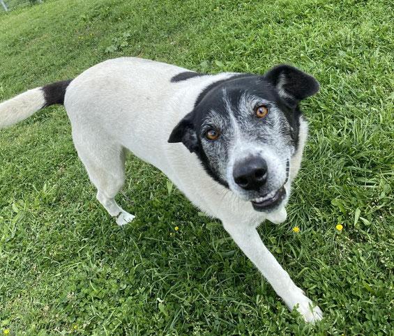 Luna Mischling – Hund Mischling sucht ein Zuhause in Griechenland