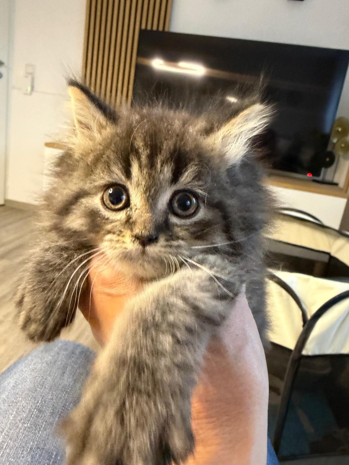 Bkh kitten – Katze sucht ein Zuhause in Reinsfeld