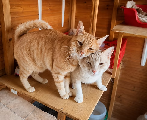 Jerez & Pomelo – Katze Europäisch Kurzhaar sucht ein Zuhause in Spanien