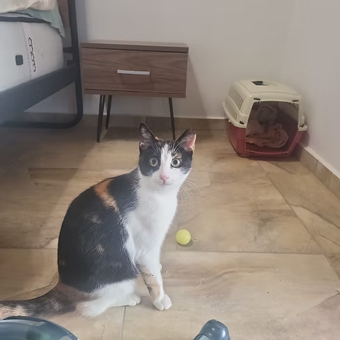Sissi – Katze Europäisch Kurzhaar sucht ein Zuhause in Griechenland