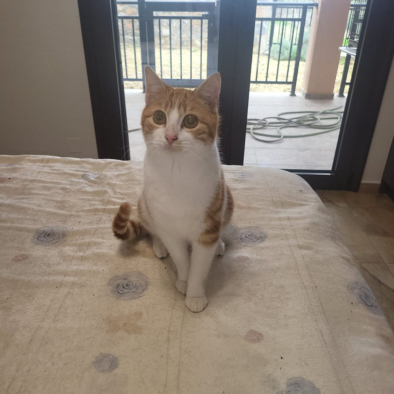 Cheeto – Katze Europäisch Kurzhaar sucht ein Zuhause in Griechenland