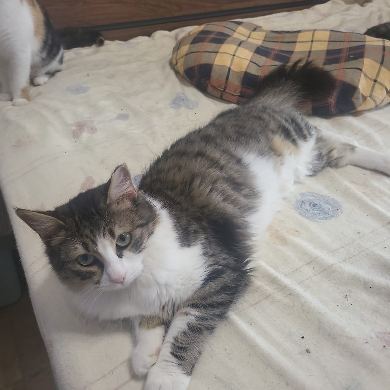 Bella – Katze Europäisch Kurzhaar sucht ein Zuhause in Griechenland