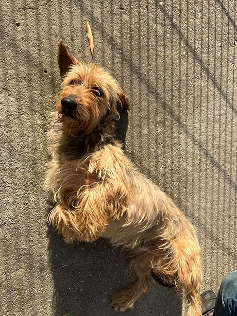 Csömy Dackelmix – Hund Dackel sucht ein Zuhause in Ungarn