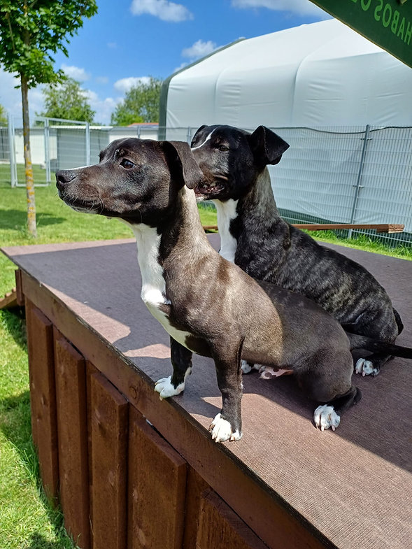 Bela & Brutus Dackel Mix – Hund Dackel sucht ein Zuhause in Ungarn