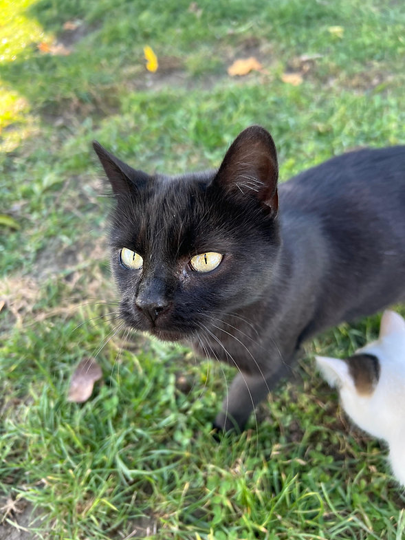Cleo Katze – Katze Europäisch Kurzhaar sucht ein Zuhause in Ungarn