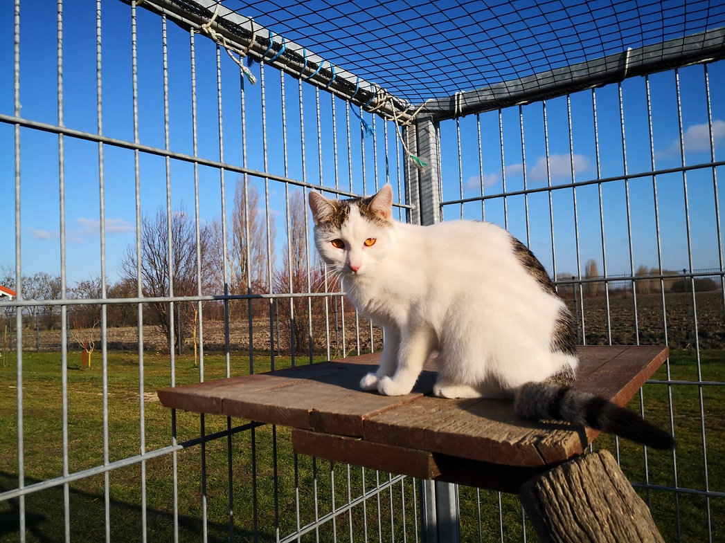 Mandy – Katze Europäisch Kurzhaar sucht ein Zuhause in Ungarn