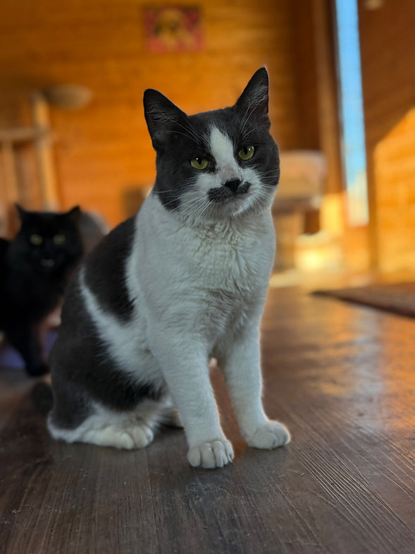 Amadeus – Katze Europäisch Kurzhaar sucht ein Zuhause in Ungarn