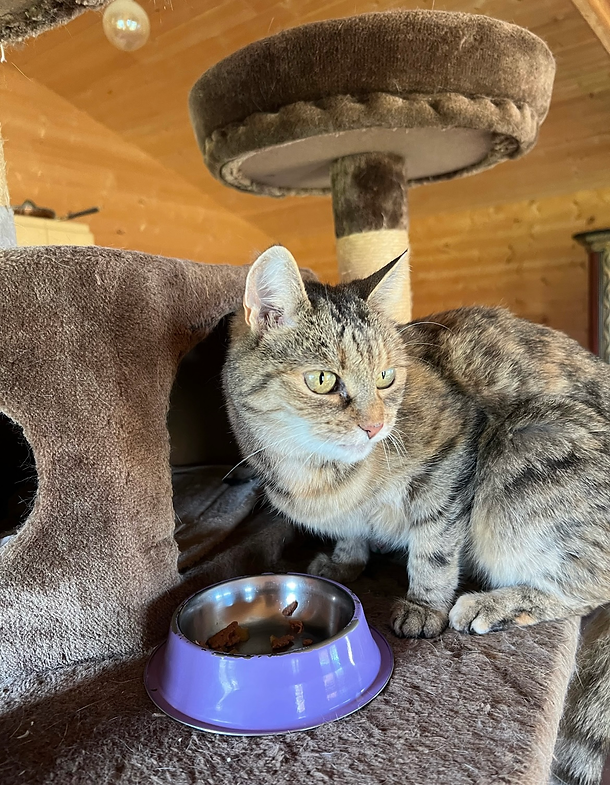 Lalli – Katze Europäisch Kurzhaar sucht ein Zuhause in Ungarn