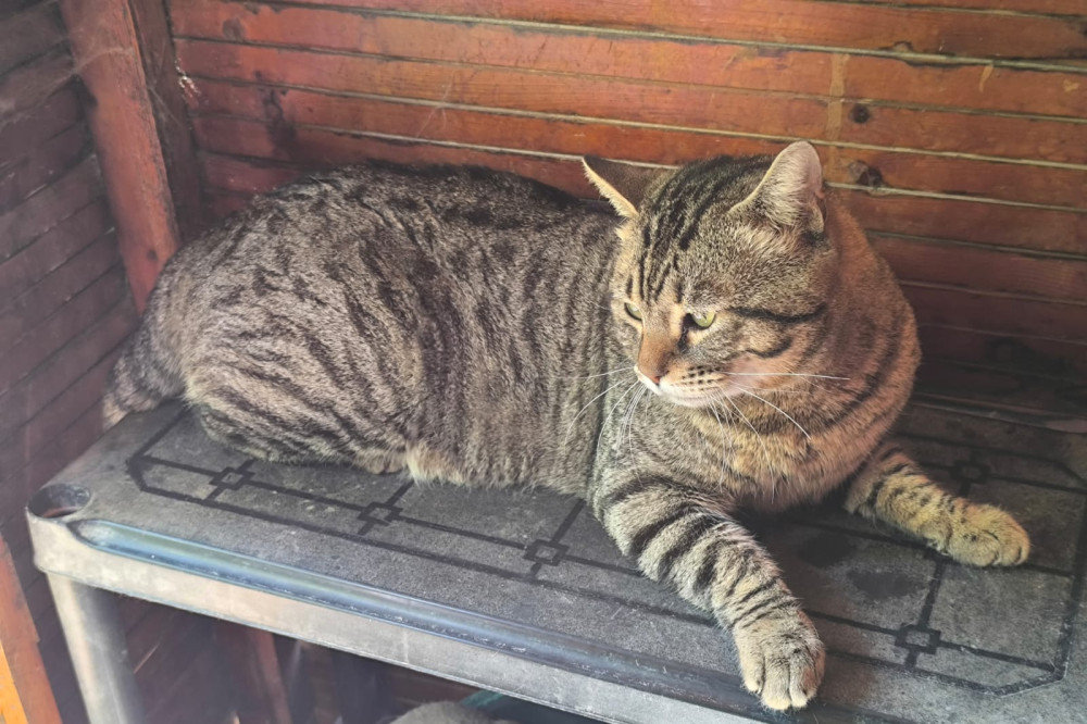 Felipe FiV+ – Katze Europäisch Kurzhaar sucht ein Zuhause in Spanien