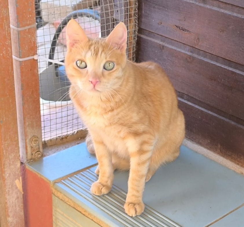 Honey – Katze Europäisch Kurzhaar sucht ein Zuhause in Spanien