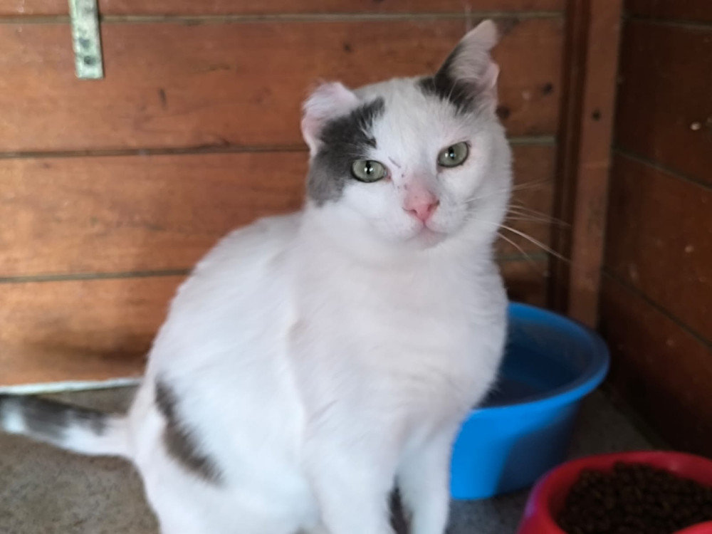 Risto FeLV+ – Katze Europäisch Kurzhaar sucht ein Zuhause in Spanien