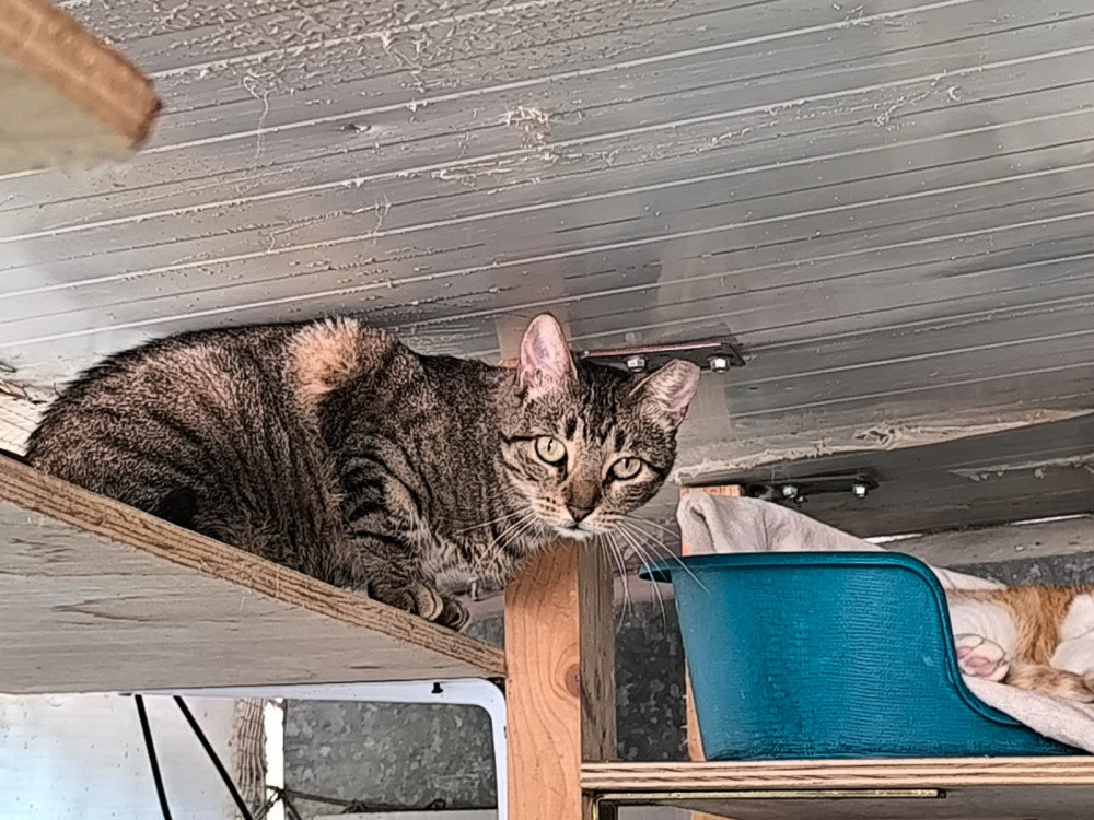 Juanita – Katze Europäisch Kurzhaar sucht ein Zuhause in Spanien