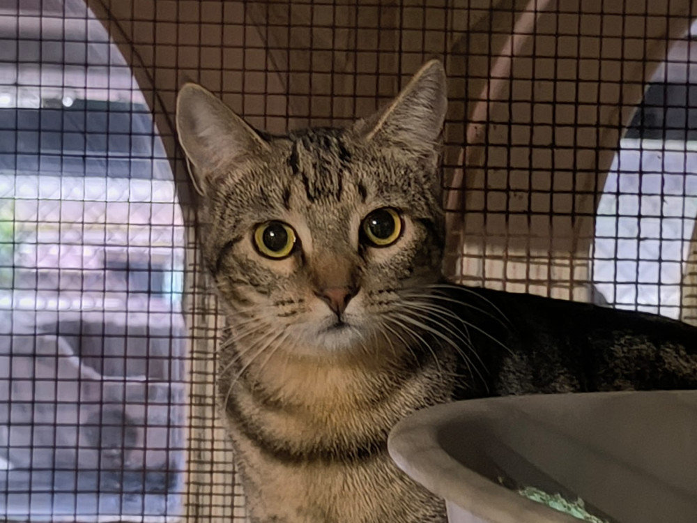 Lucia – Katze Europäisch Kurzhaar sucht ein Zuhause in Spanien