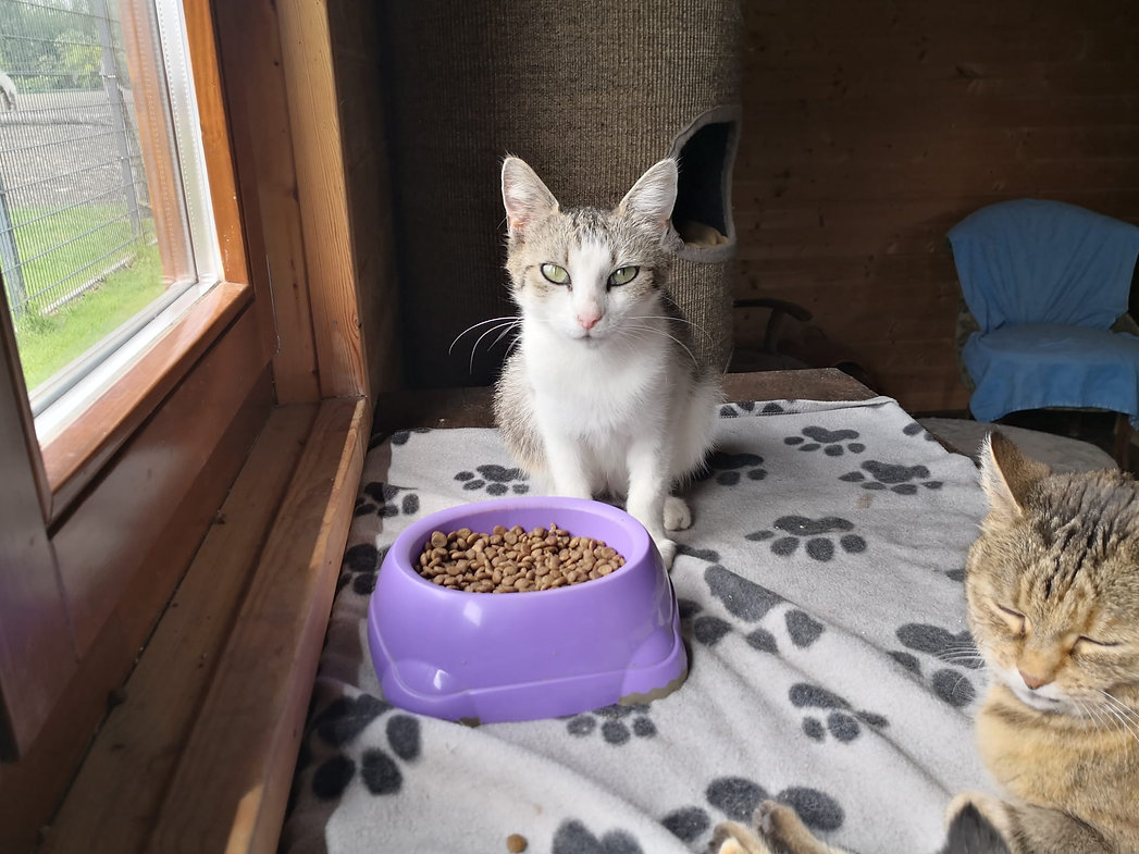 Pia aus Ungarn – Katze Europäisch Kurzhaar sucht ein Zuhause in Ungarn