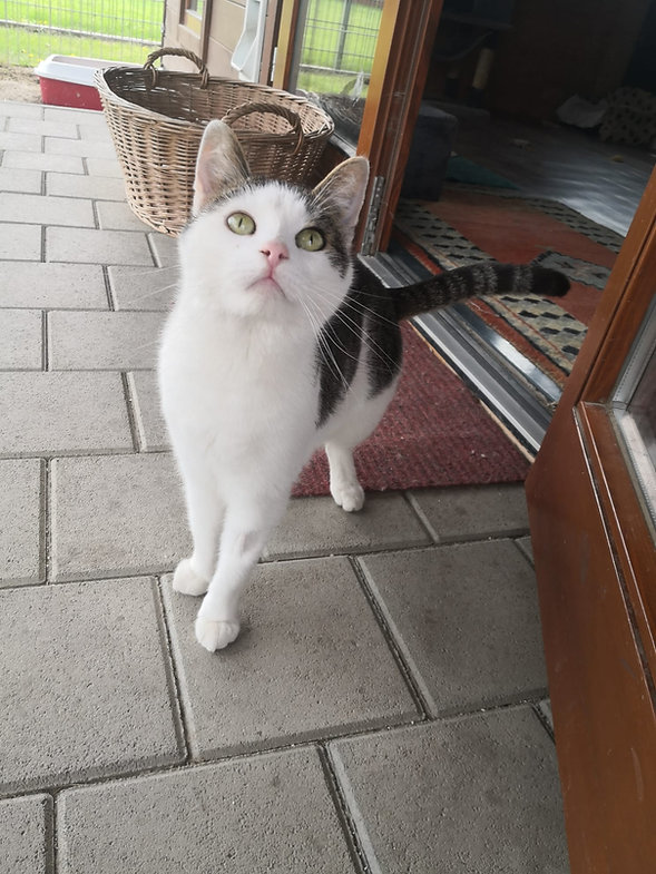 Odin aus Ungarn – Katze Europäisch Kurzhaar sucht ein Zuhause in Ungarn