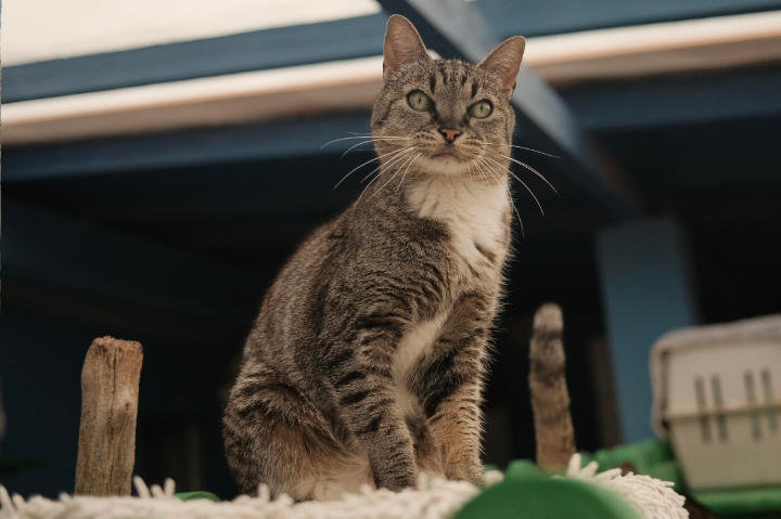 Hely aus Spanien – Katze Europäisch Kurzhaar sucht ein Zuhause in Spanien