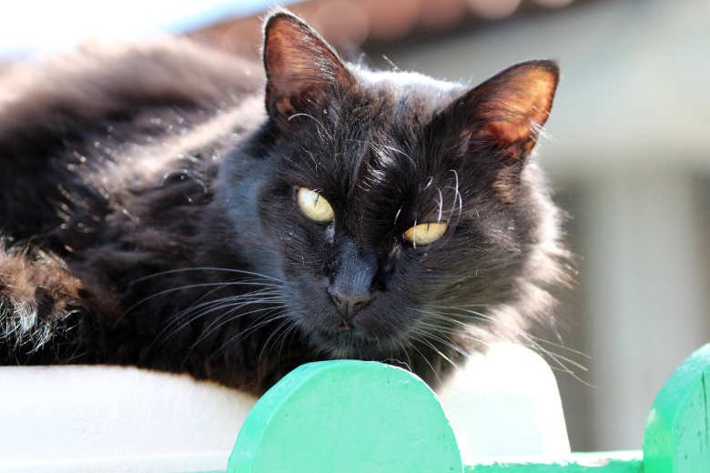 Giant – Katze Hauskatze (Mischling) sucht ein Zuhause in Spanien