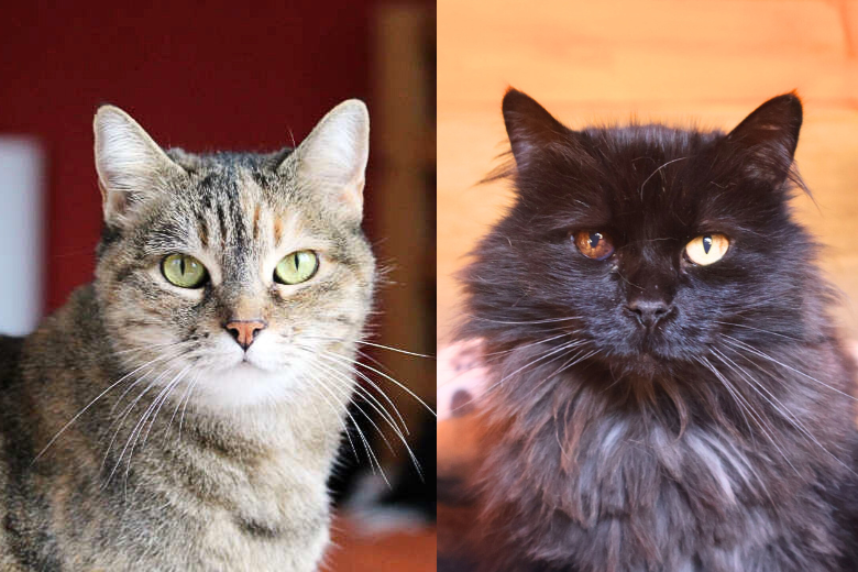 Emma & Feivel – Katze Hauskatze (Mischling) sucht ein Zuhause in Spanien