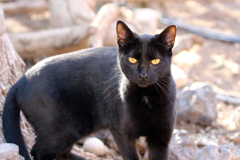 Emily – Katze Europäisch Kurzhaar sucht ein Zuhause in Spanien