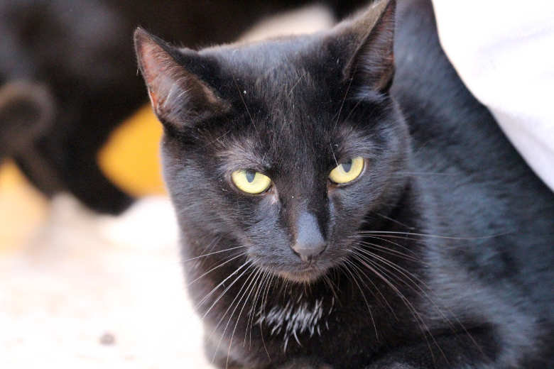 Elisha – Katze Europäisch Kurzhaar sucht ein Zuhause in Spanien