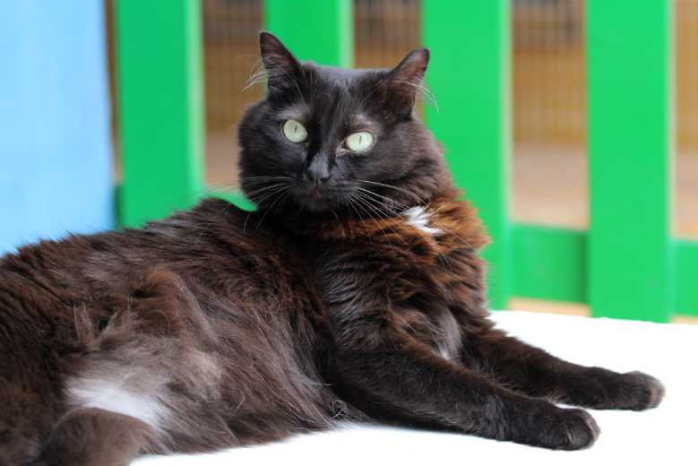 Ayla schwarze Schönheit – Katze Hauskatze (Mischling) sucht ein Zuhause in Spanien