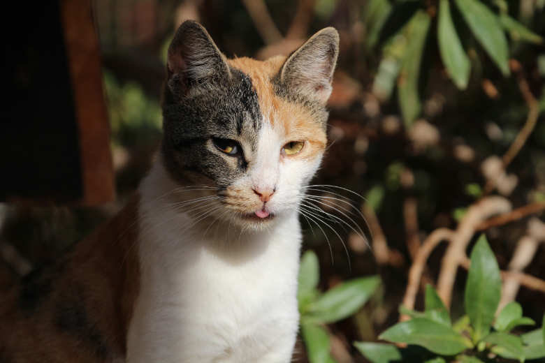 Amiga – Katze Europäisch Kurzhaar sucht ein Zuhause in Spanien