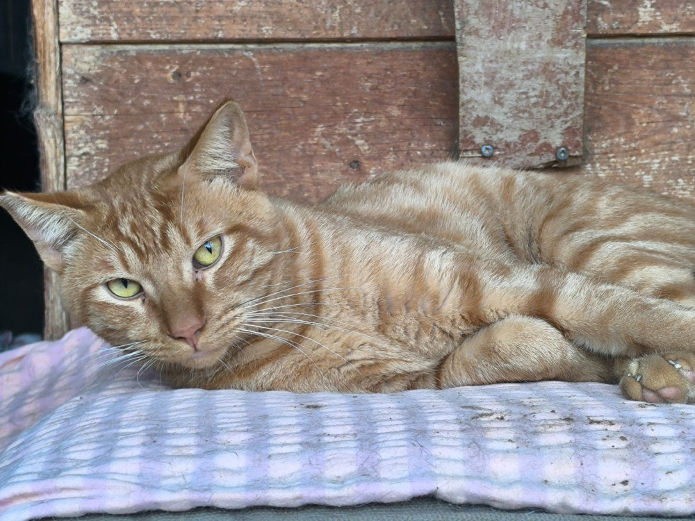 Mango FiV+ – Katze Europäisch Kurzhaar sucht ein Zuhause in Spanien