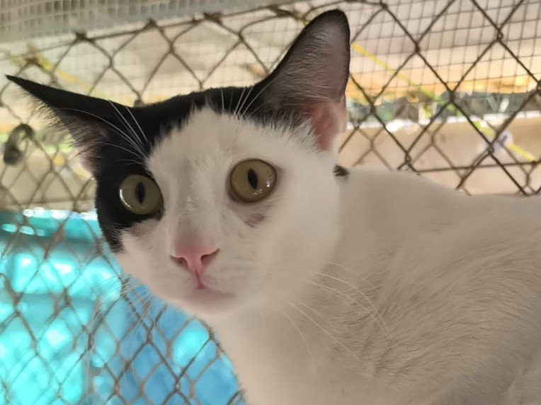 Franco – Katze Europäisch Kurzhaar sucht ein Zuhause in Spanien