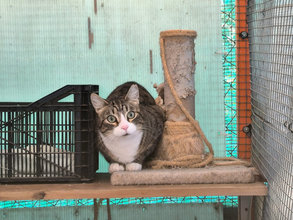 Lilo aus Spanien – Katze Europäisch Kurzhaar sucht ein Zuhause in Spanien