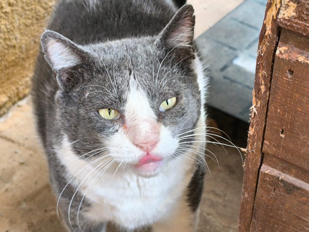 Felipo FiV+ – Katze Europäisch Kurzhaar sucht ein Zuhause in Spanien