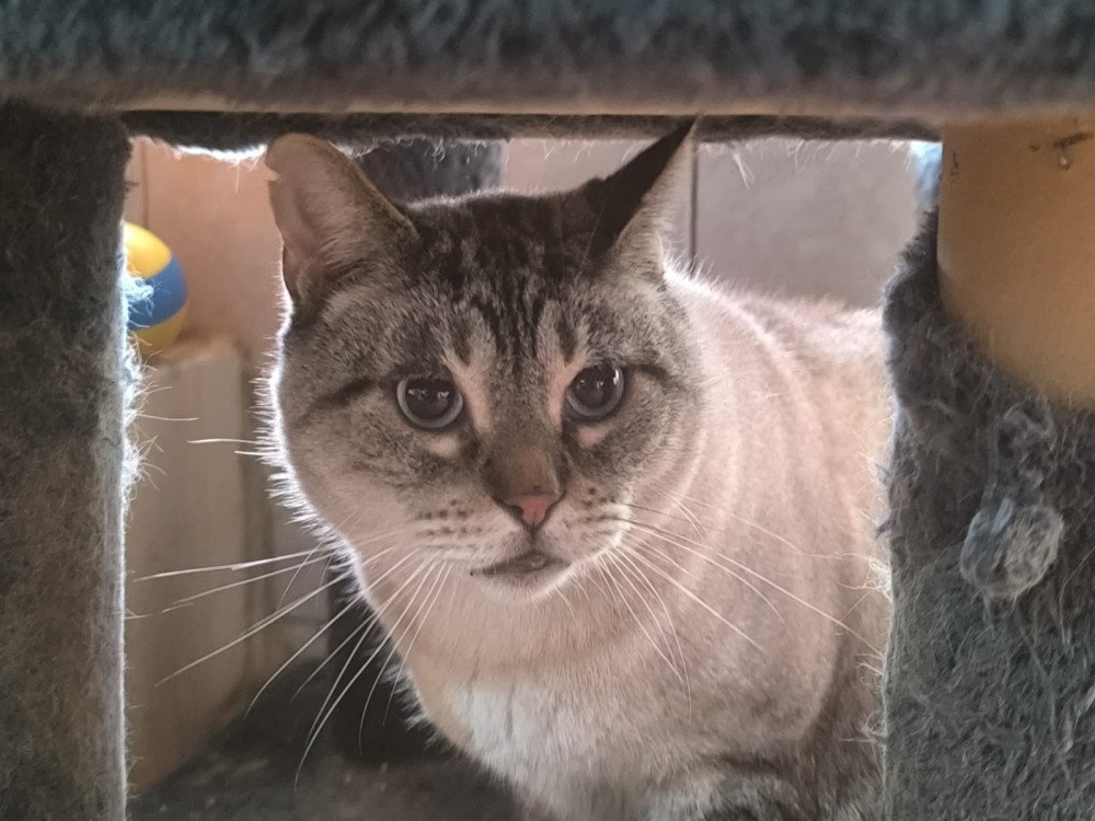 Sim aus Spanien – Katze Europäisch Kurzhaar sucht ein Zuhause in Spanien