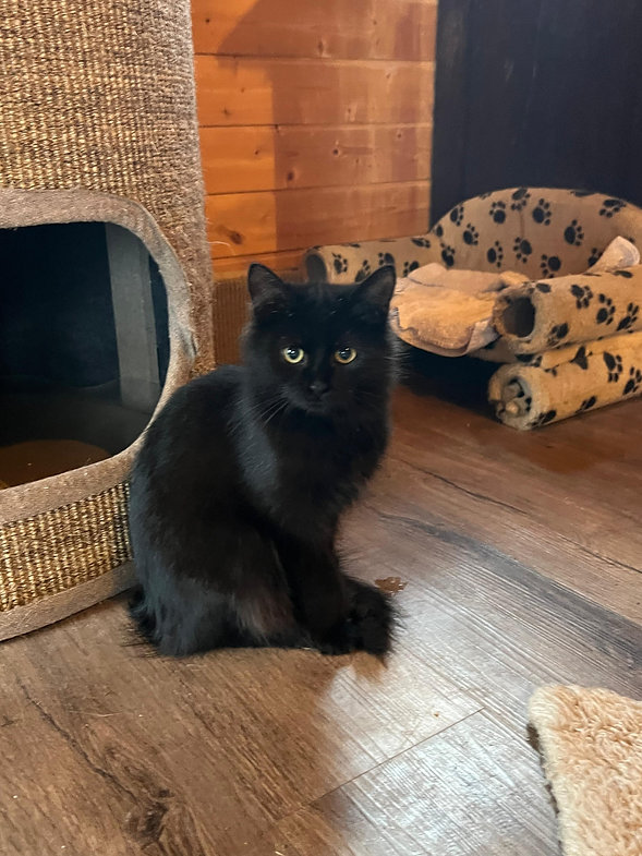 Nala aus Ungarn – Katze Hauskatze (Mischling) sucht ein Zuhause in Ungarn
