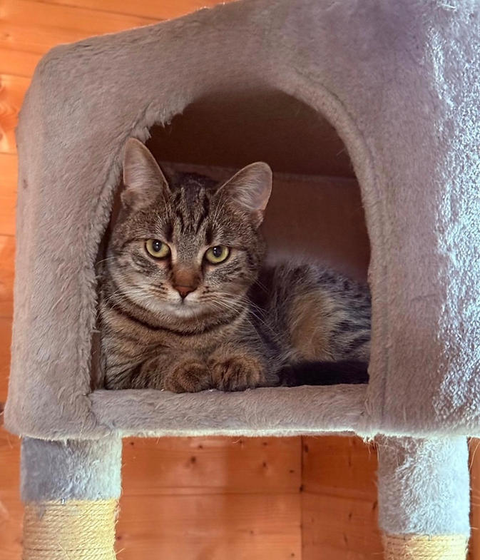 Lola aus Ungarn sucht ein Zuhause – Katze Europäisch Kurzhaar sucht ein Zuhause in Ungarn