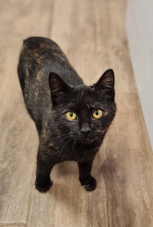 Felicitas – Katze Europäisch Kurzhaar sucht ein Zuhause in Ungarn