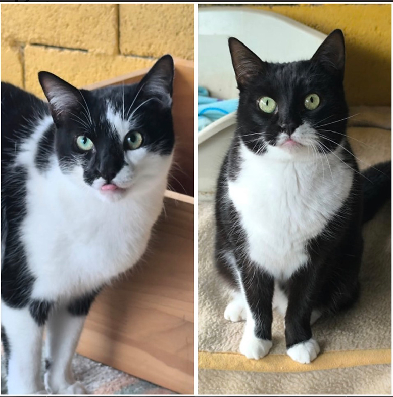 Peka und Puka – Katze Europäisch Kurzhaar sucht ein Zuhause in Spanien